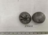 Click for 1 image(s) for this accession. FRUIT